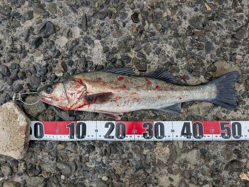 セイゴ（タイリクスズキ）の釣果