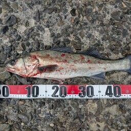 セイゴ（タイリクスズキ）