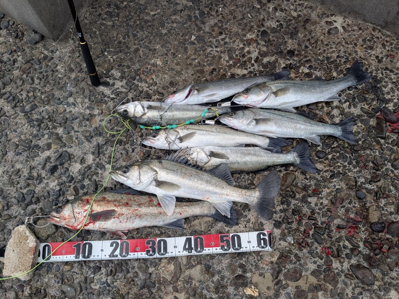 セイゴ（タイリクスズキ）