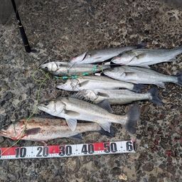 セイゴ（タイリクスズキ）