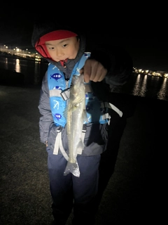 セイゴ（マルスズキ）の釣果