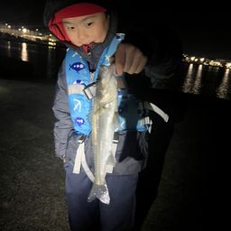 セイゴ（マルスズキ）