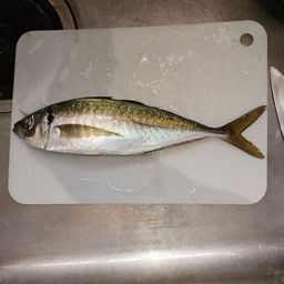 マアジ