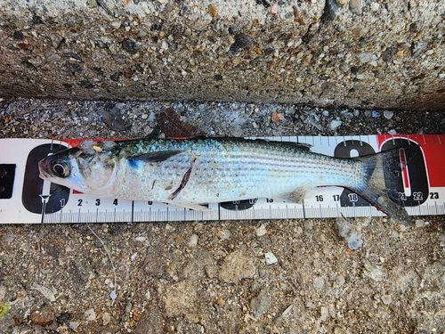 碧南海釣り公園