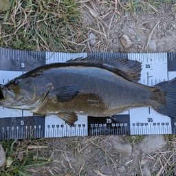 スモールマウスバス