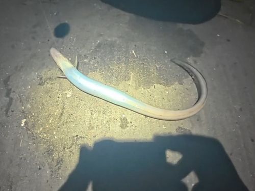 マアナゴの釣果