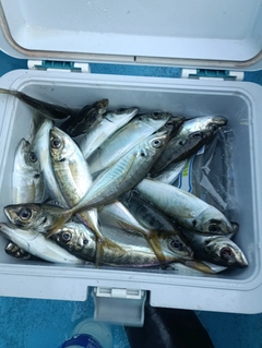 マアジの釣果