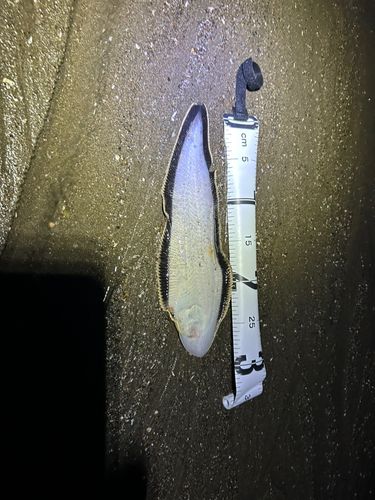 シタビラメの釣果