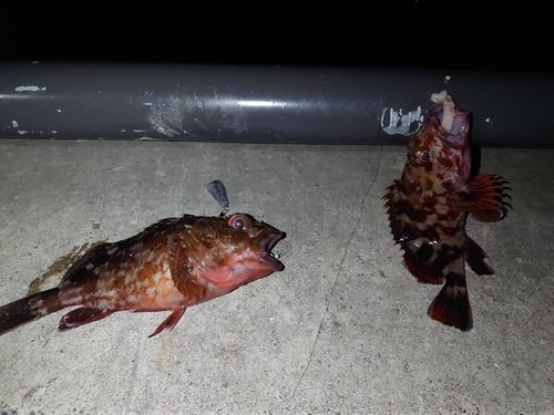 金沢水際線緑地（福浦岸壁）