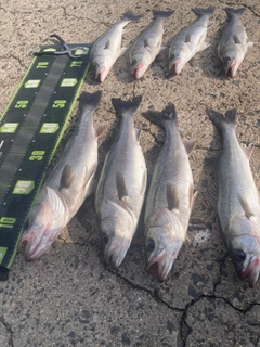 シーバスの釣果