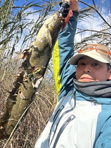 ナマズの釣果