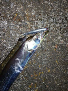 タチウオの釣果