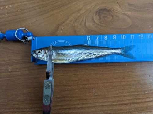 ワカサギの釣果