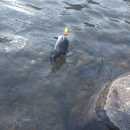 ニジマスの釣果