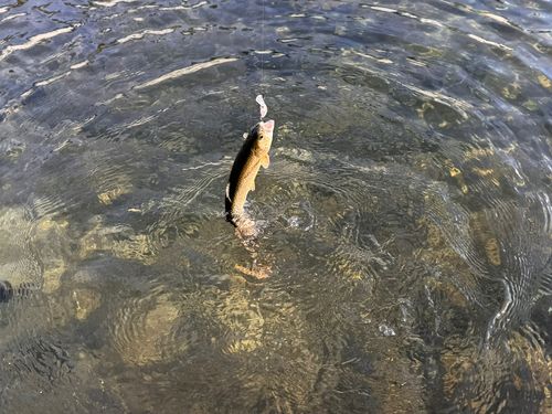 ニジマスの釣果