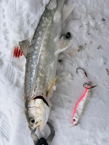 アメマスの釣果