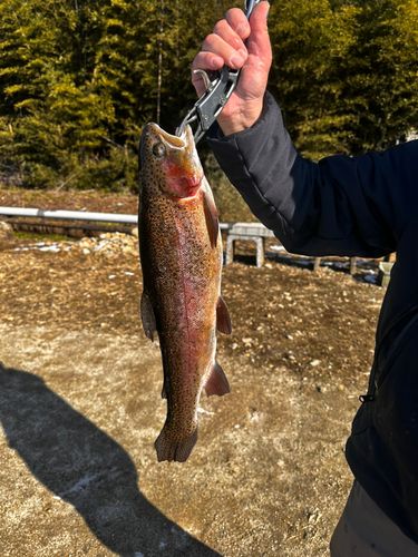 アングラーズパークキングフィッシャー