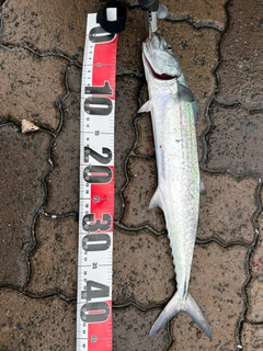 サゴシの釣果