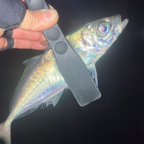 東京湾（アクアライン〜富津）