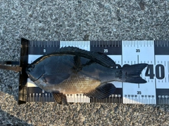 メジナの釣果