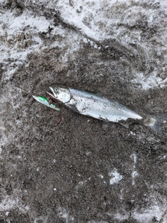 サクラマスの釣果