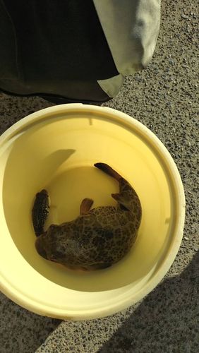 ヒガンフグの釣果