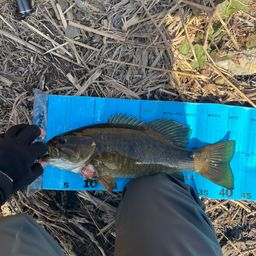 スモールマウスバス