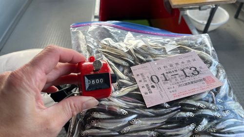 ワカサギの釣果