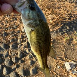 ラージマウスバス