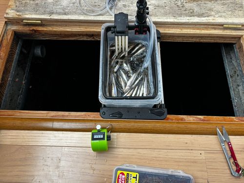 ワカサギの釣果