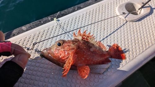 オニカサゴの釣果