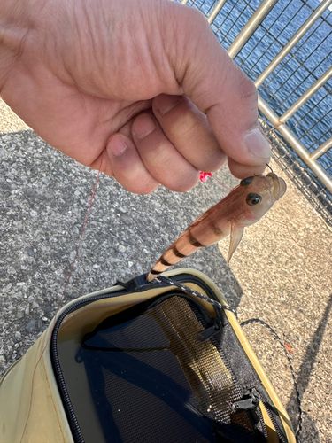 リュウグウハゼの釣果