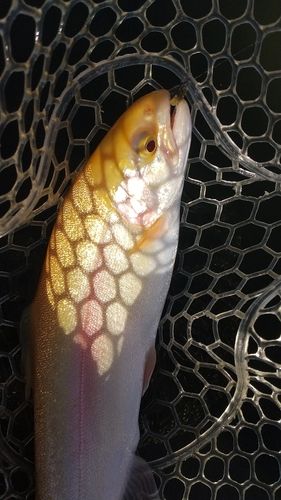 レインボートラウトの釣果