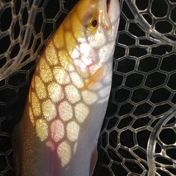 レインボートラウト