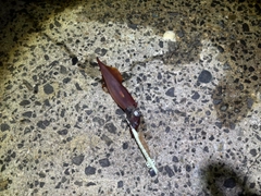 ヤリイカの釣果