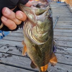 ラージマウスバス