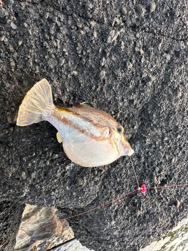 キタマクラの釣果