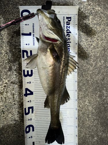 シーバスの釣果