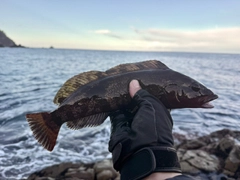 アイナメの釣果