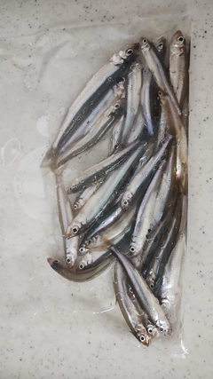ワカサギの釣果