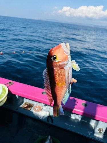 カンパチの釣果