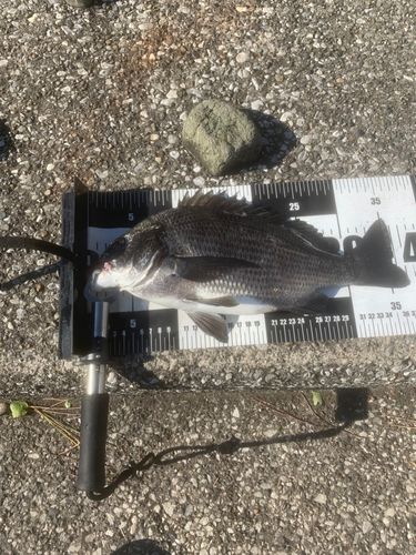 クロダイの釣果