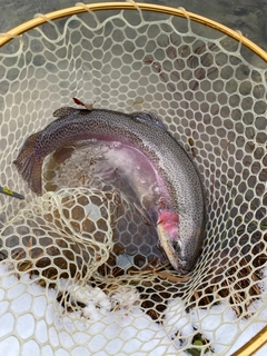 ニジマスの釣果