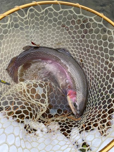 ニジマスの釣果