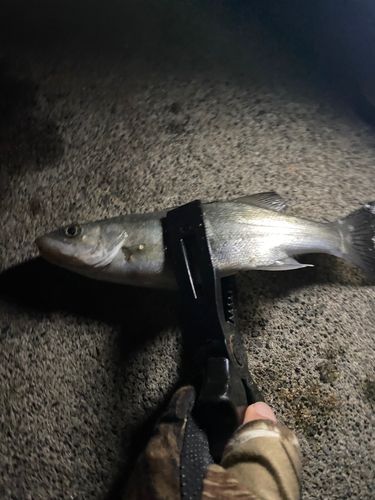 セイゴ（マルスズキ）の釣果