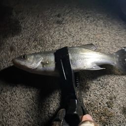 セイゴ（マルスズキ）