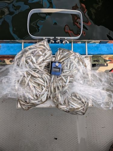 ワカサギの釣果