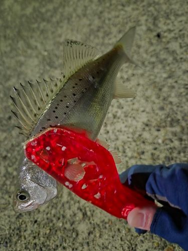 セイゴ（タイリクスズキ）の釣果