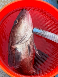 マダラの釣果