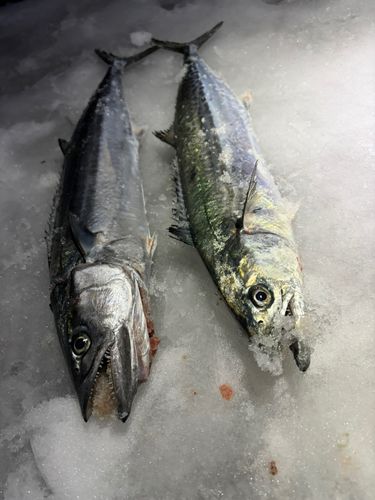 サゴシの釣果